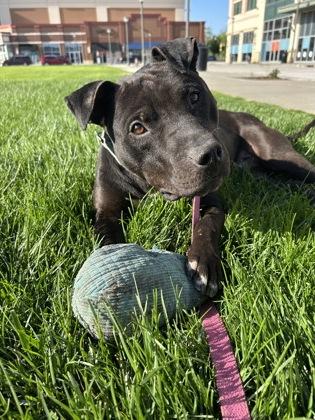 Lionel, a Adoptable mixed breed in Kansas City, MO image 1/3