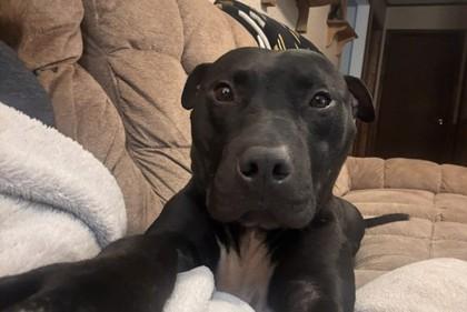 Lionel, Adoptable, Adult Male Pit Bull Terrier & Mixed Breed.