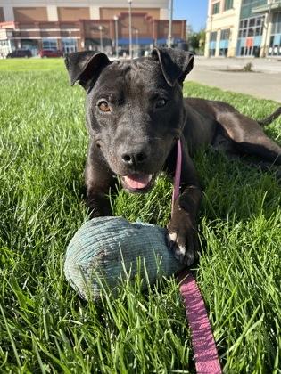 Enlarge Lionel, a Adoptable mixed breed in Kansas City, MO image 2/3