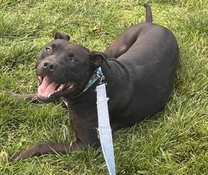 Lionel, a Adoptable mixed breed in Kansas City, MO image 2/3