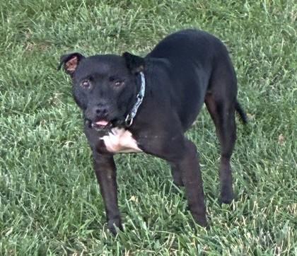 Lionel, a Adoptable mixed breed in Kansas City, MO image 3/3