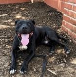 Lionel, a Adoptable mixed breed in Kansas City, MO image 3/3
