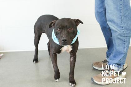 Enlarge Lionel, a Adoptable mixed breed in Kansas City, MO image 3/3
