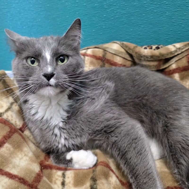 Cloudy, Adoptable, Adult Female Domestic Short Hair.