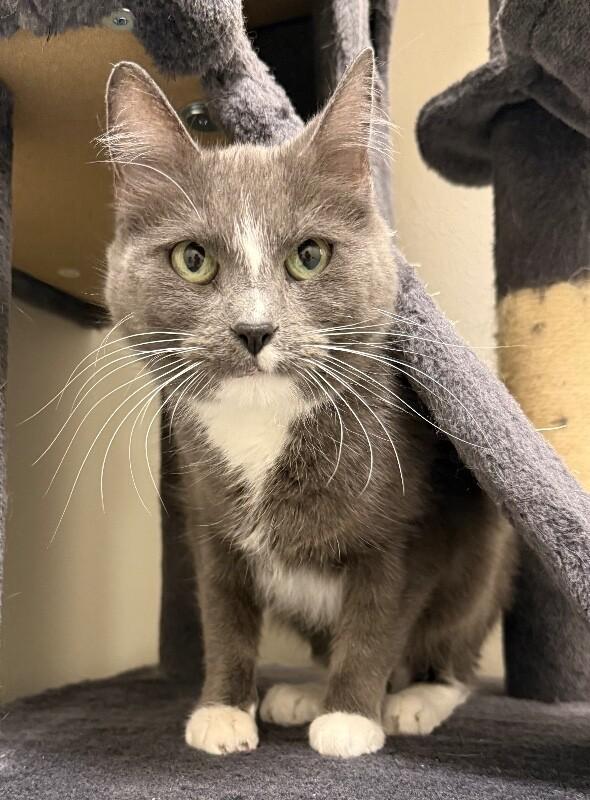 Cloudy, a Adoptable Domestic Short Hair in Yankton, SD image 2/3
