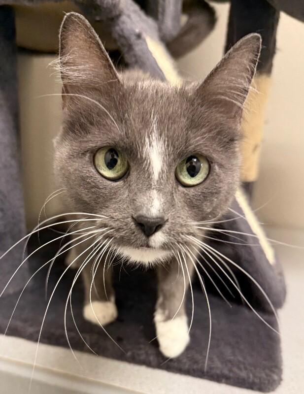 Cloudy, a Adoptable Domestic Short Hair in Yankton, SD image 3/3