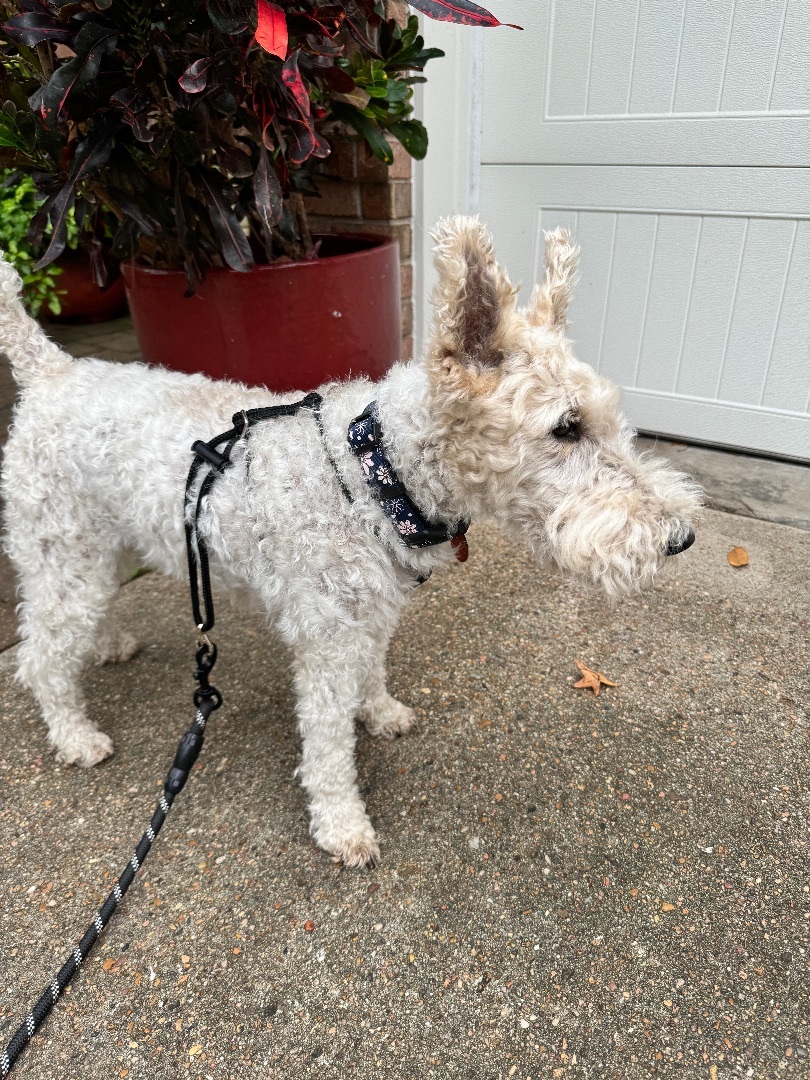 Gaspard, Adopted, Senior Male Wire Fox Terrier.