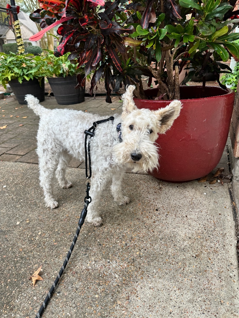 Gaspard, Adopted, Senior Male Wire Fox Terrier.