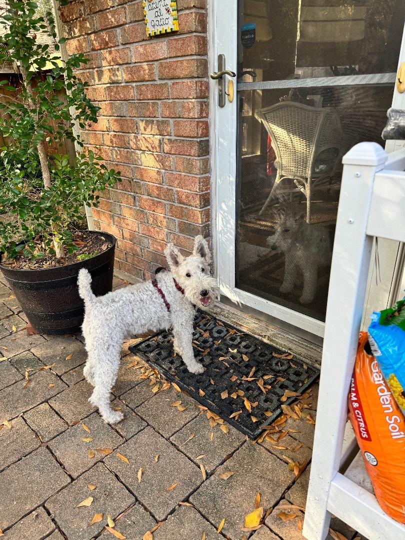 Enlarge Gaspard, a Adopted Wire Fox Terrier in Houston, TX image 3/3