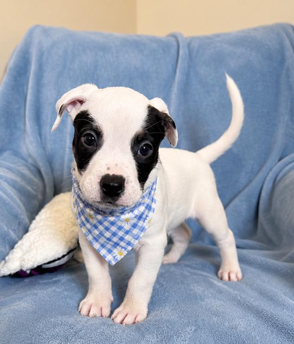 Gouda, Adoptable, Puppy Male Labrador Retriever.