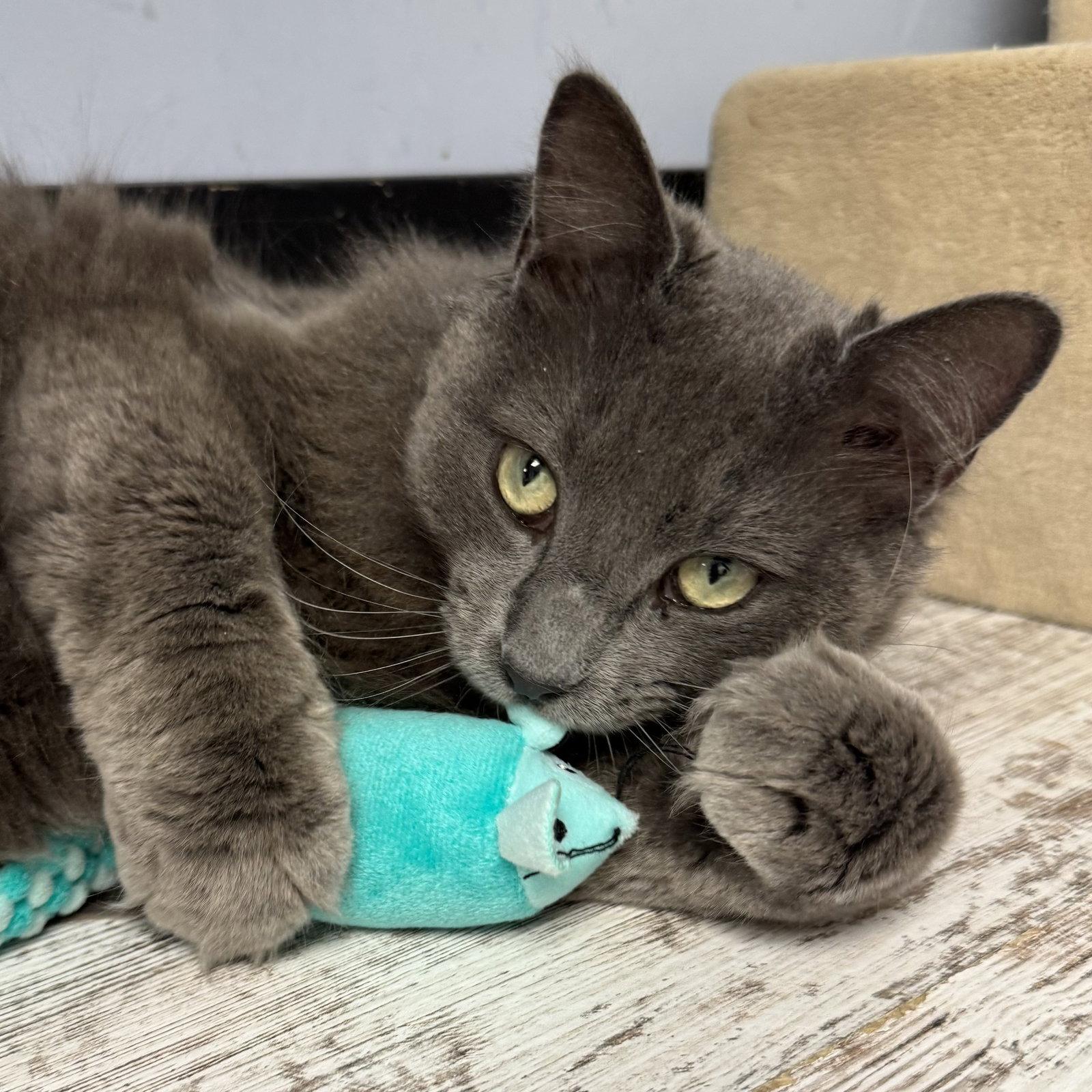 Spooky, Adoptable, Adult Male Domestic Short Hair.