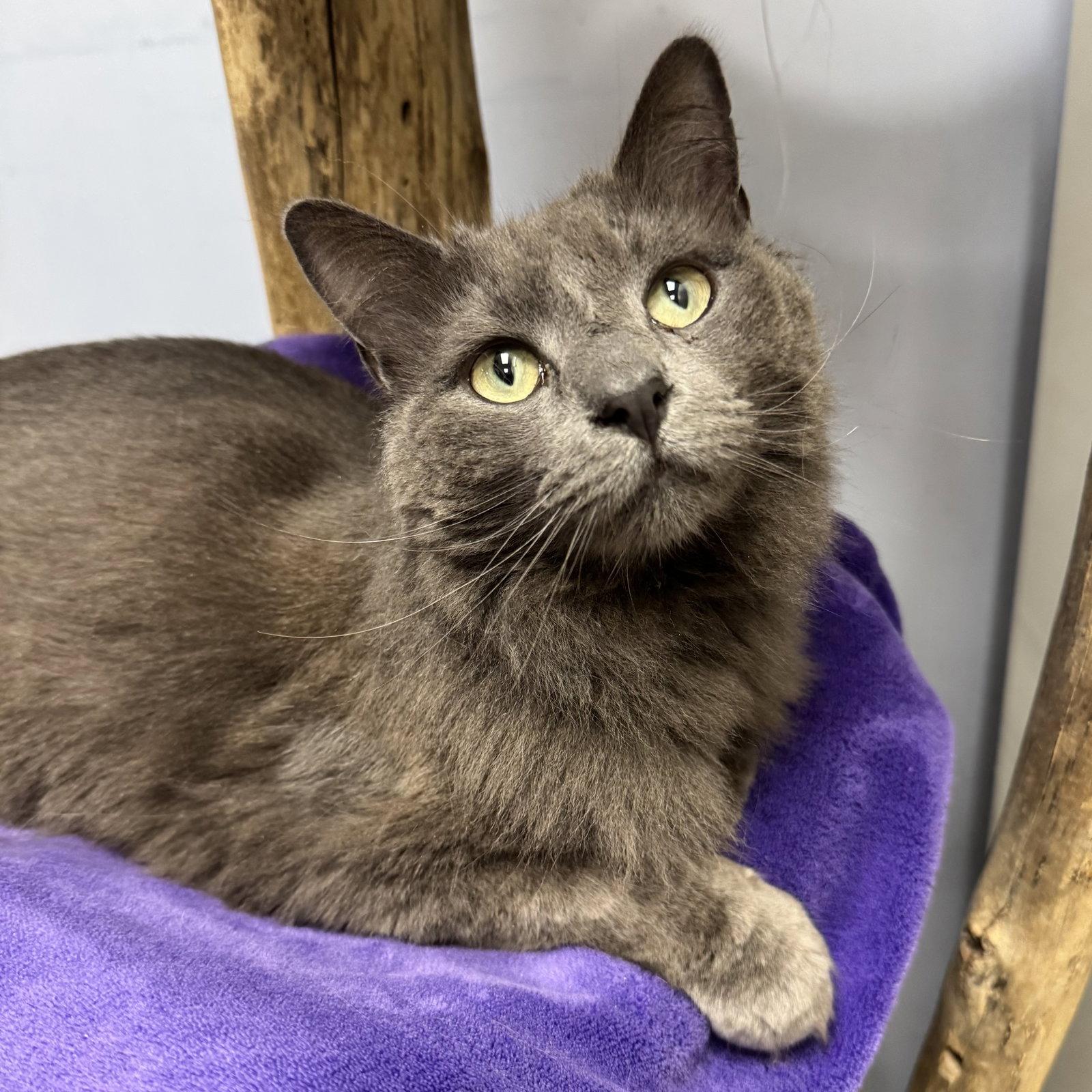 Enlarge Spooky, a Adoptable Domestic Short Hair in Hanover Park, IL image 2/3