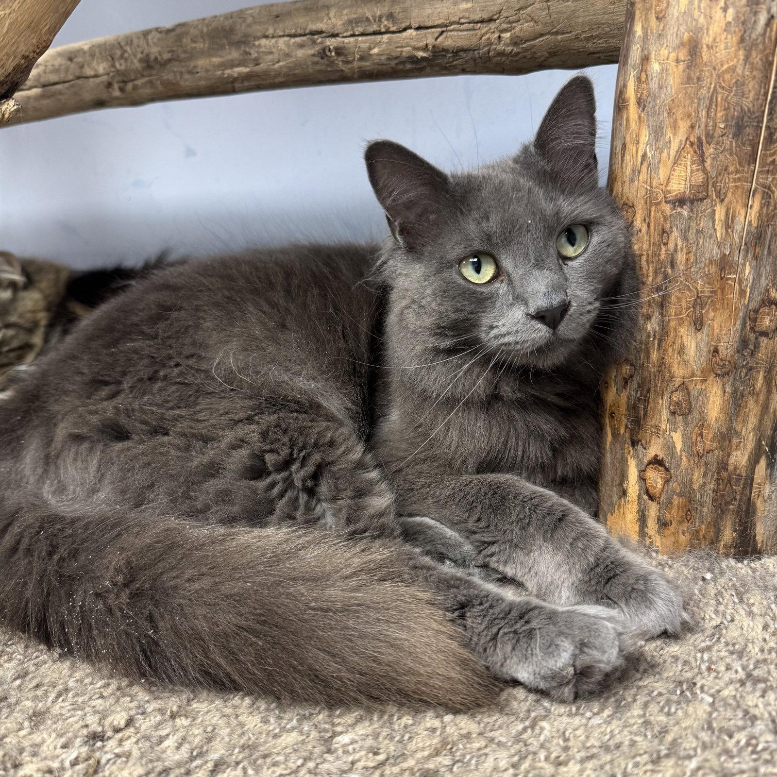 Enlarge Spooky, a Adoptable Domestic Short Hair in Hanover Park, IL image 3/3