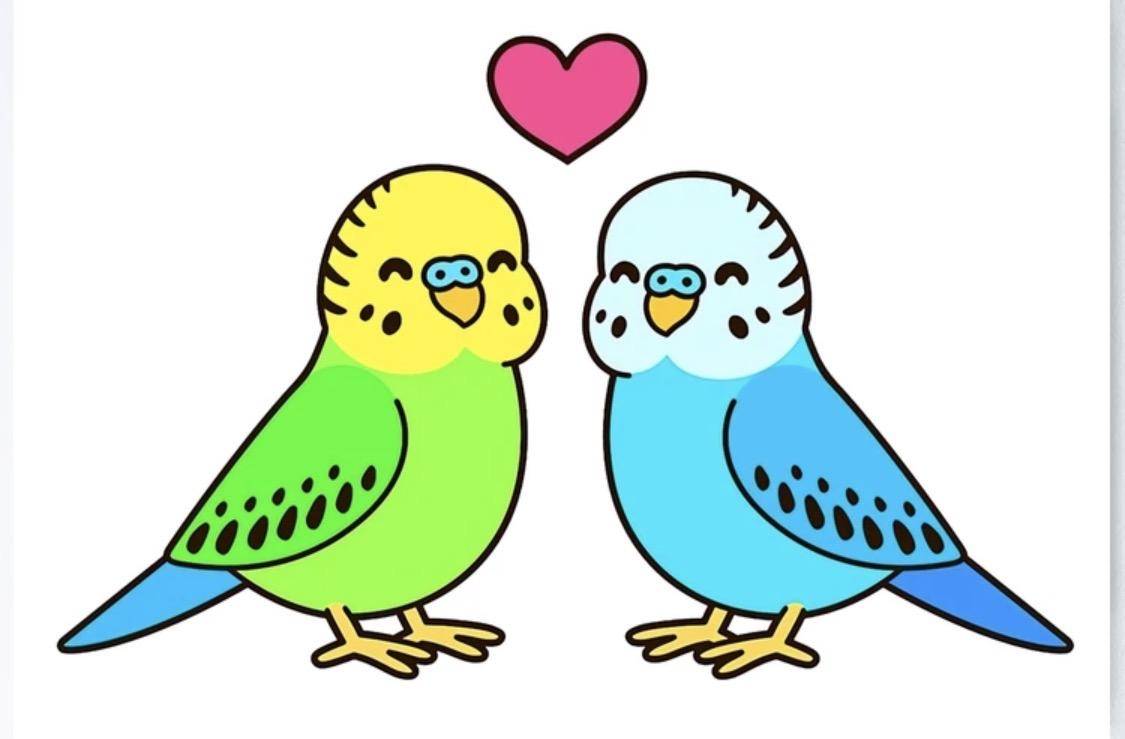 Enlarge 2 Parakeets, a ADOPTABLE Parakeet (Other) in Pomona, NY image 1/1