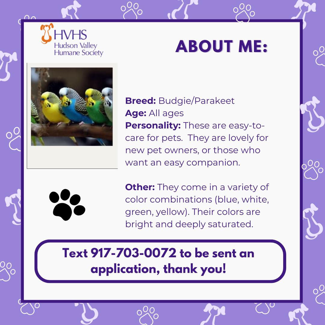 2 Parakeets, ADOPTABLE, Adult Unknown Parakeet (Other).