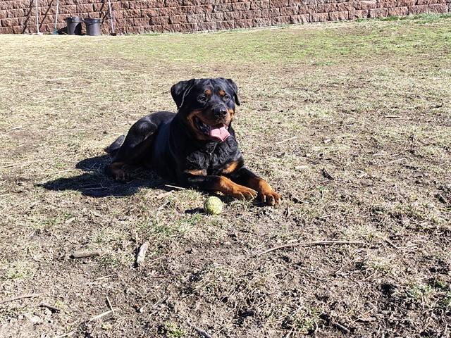 Enlarge JUNIOR, a Adoptable mixed breed in Omaha, NE image 1/1