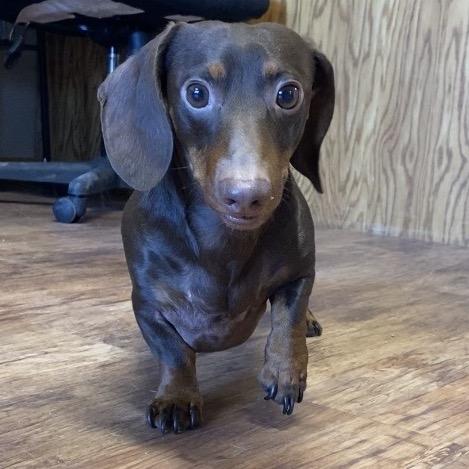 Oscar D26-003, Adoptable, Adult Male Dachshund.