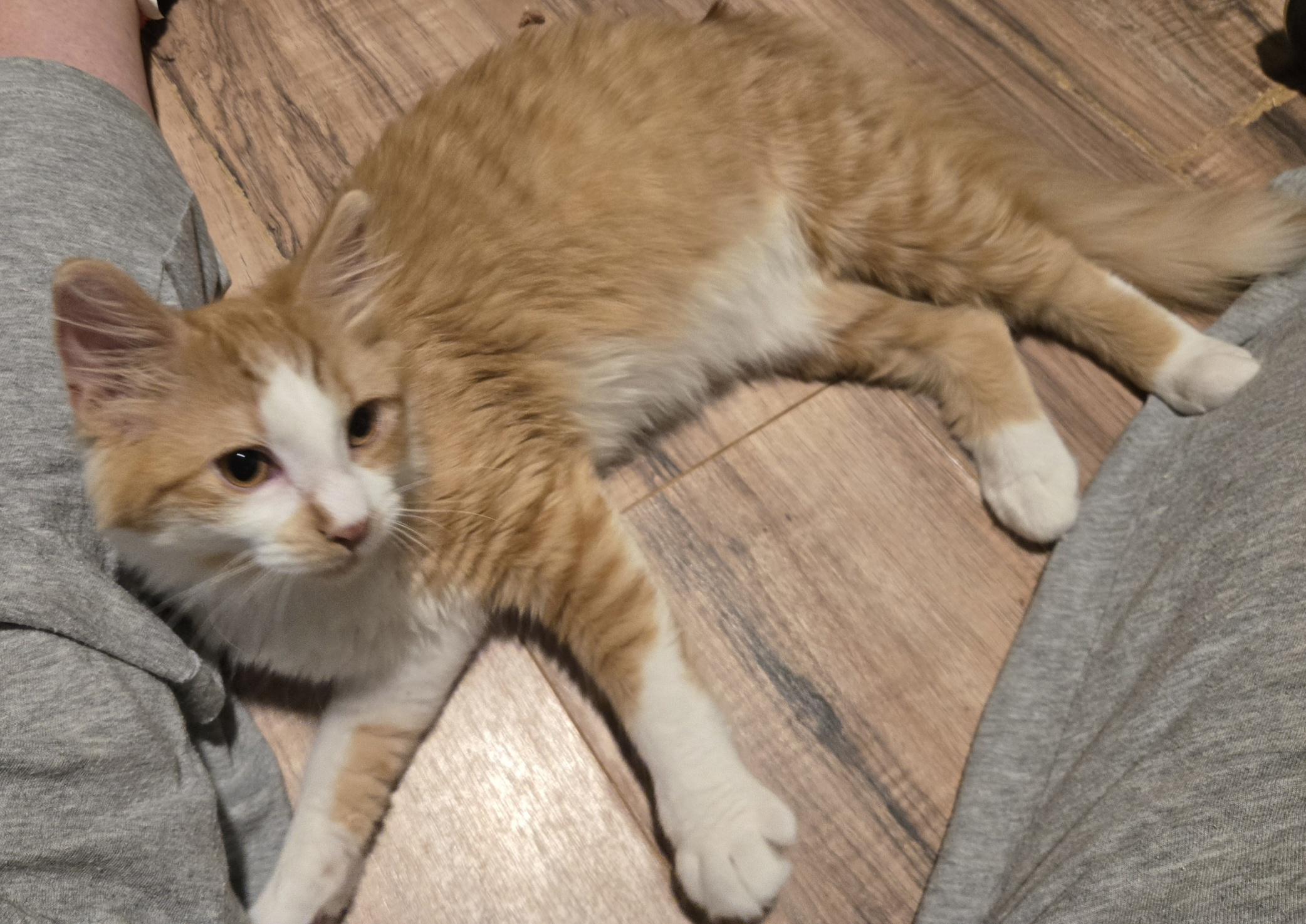 Fergie, Adoptable, Young Female American Shorthair.