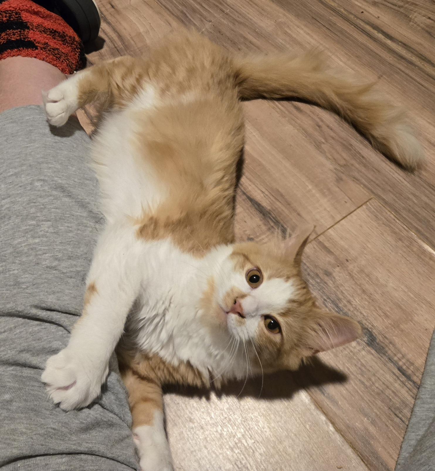 Enlarge Fergie, a Adoptable American Shorthair in lexington, SC image 2/3