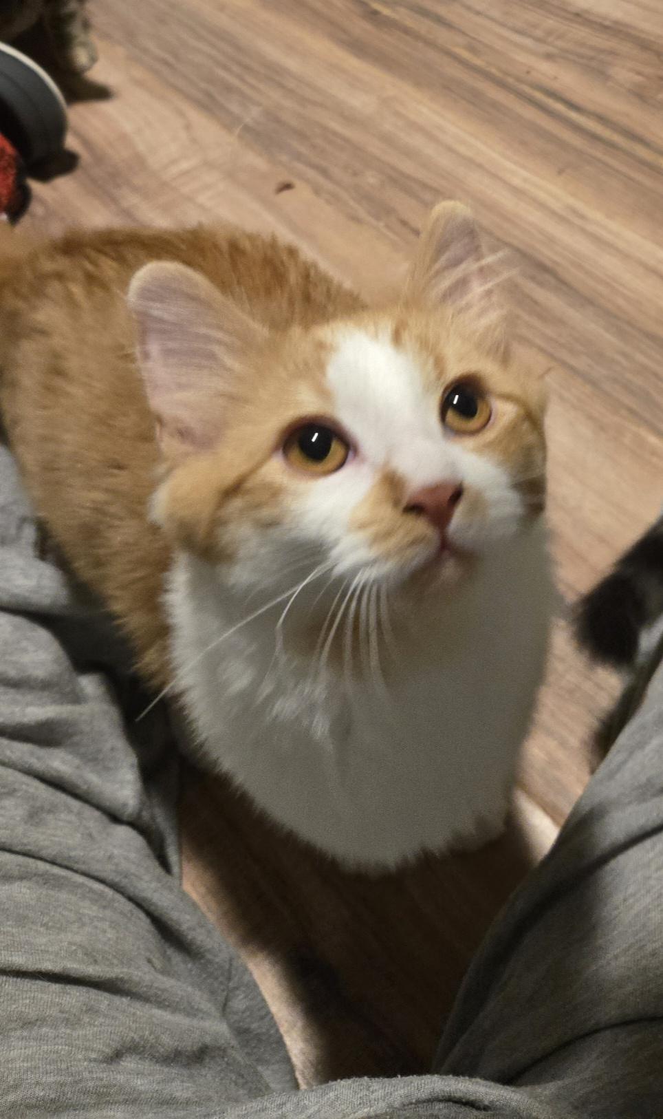 Enlarge Fergie, a Adoptable American Shorthair in lexington, SC image 3/3