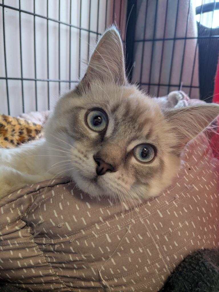 Jefe, Adoptable, Kitten Male Domestic Short Hair.