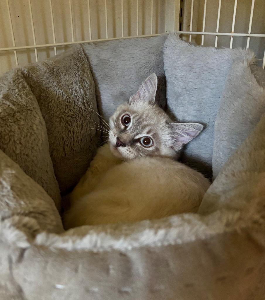 Enlarge Jefe, a Adoptable mixed breed in Richmond, BC image 2/2