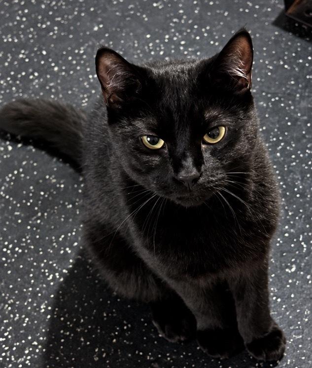 Enlarge Piglet, a Adoptable Domestic Medium Hair in Kinston, NC image 1/4