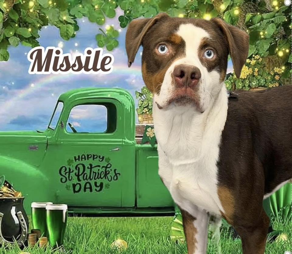 Missile, ADOPTABLE, Adult Male Mixed Breed.