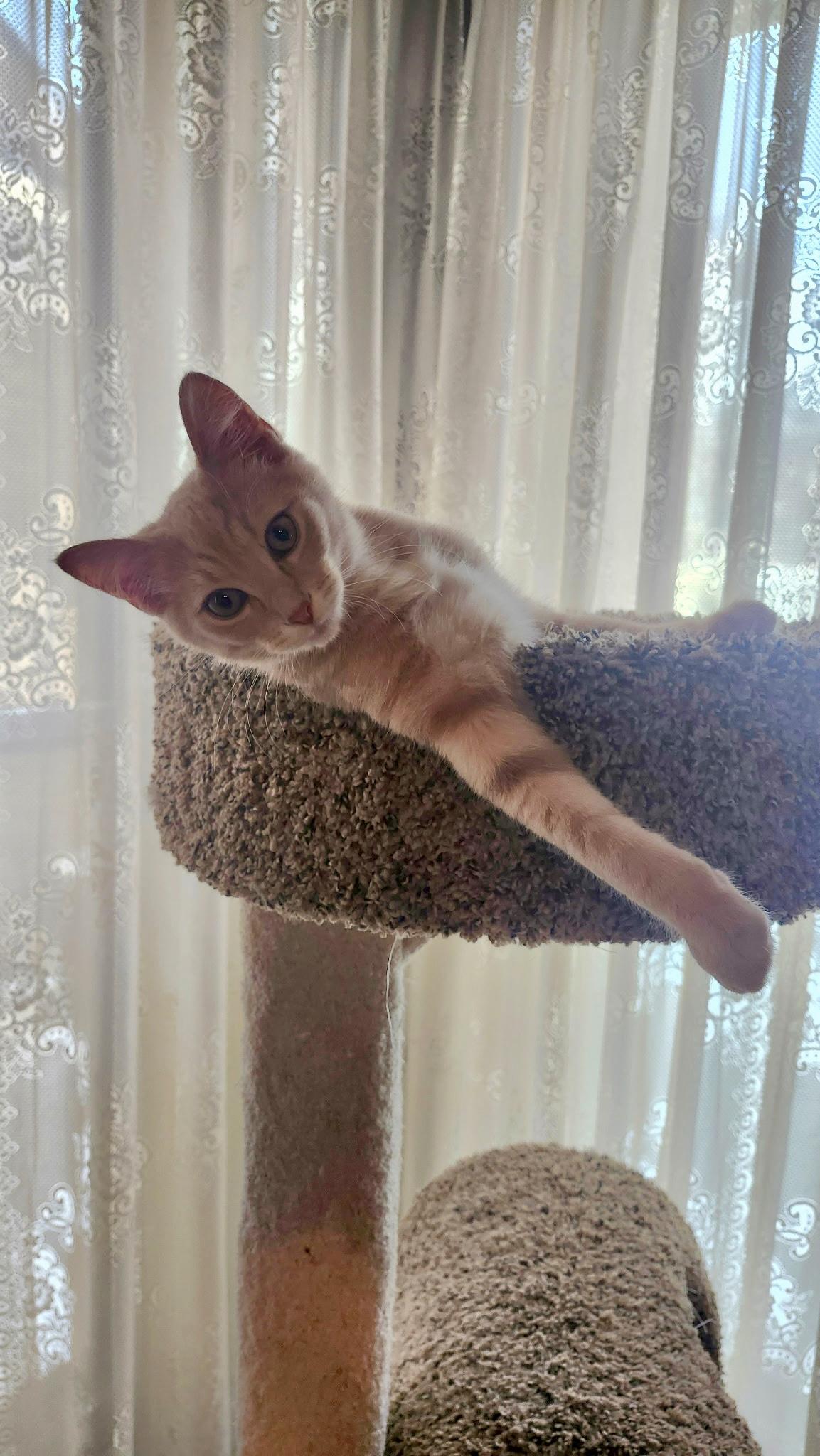 Enlarge Vinny, an adopted Domestic Short Hair in Louisville, KY image 4/4