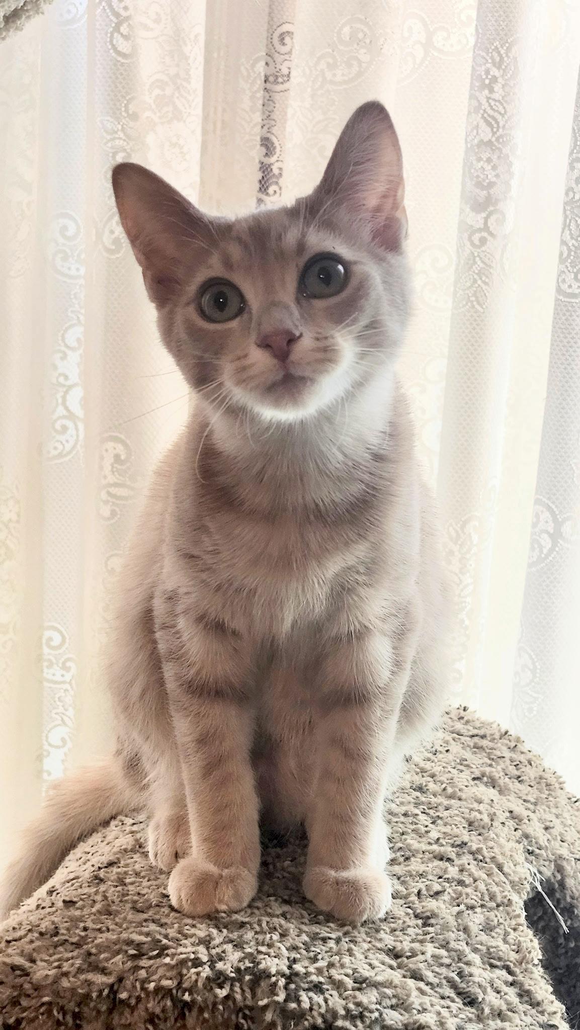 Enlarge Vinny, an adopted Domestic Short Hair in Louisville, KY image 2/4