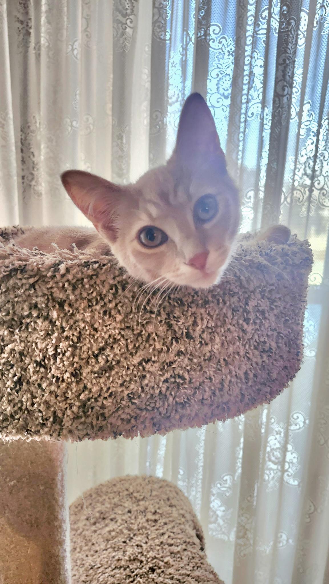 Enlarge Vinny, an adopted Domestic Short Hair in Louisville, KY image 3/4