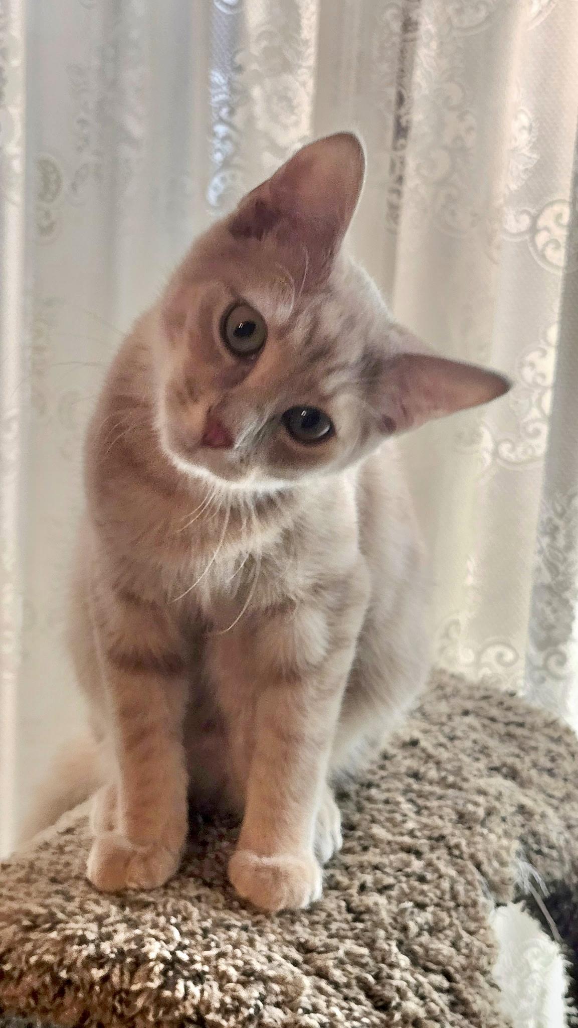 Vinny, adopted, Young Male Domestic Short Hair.