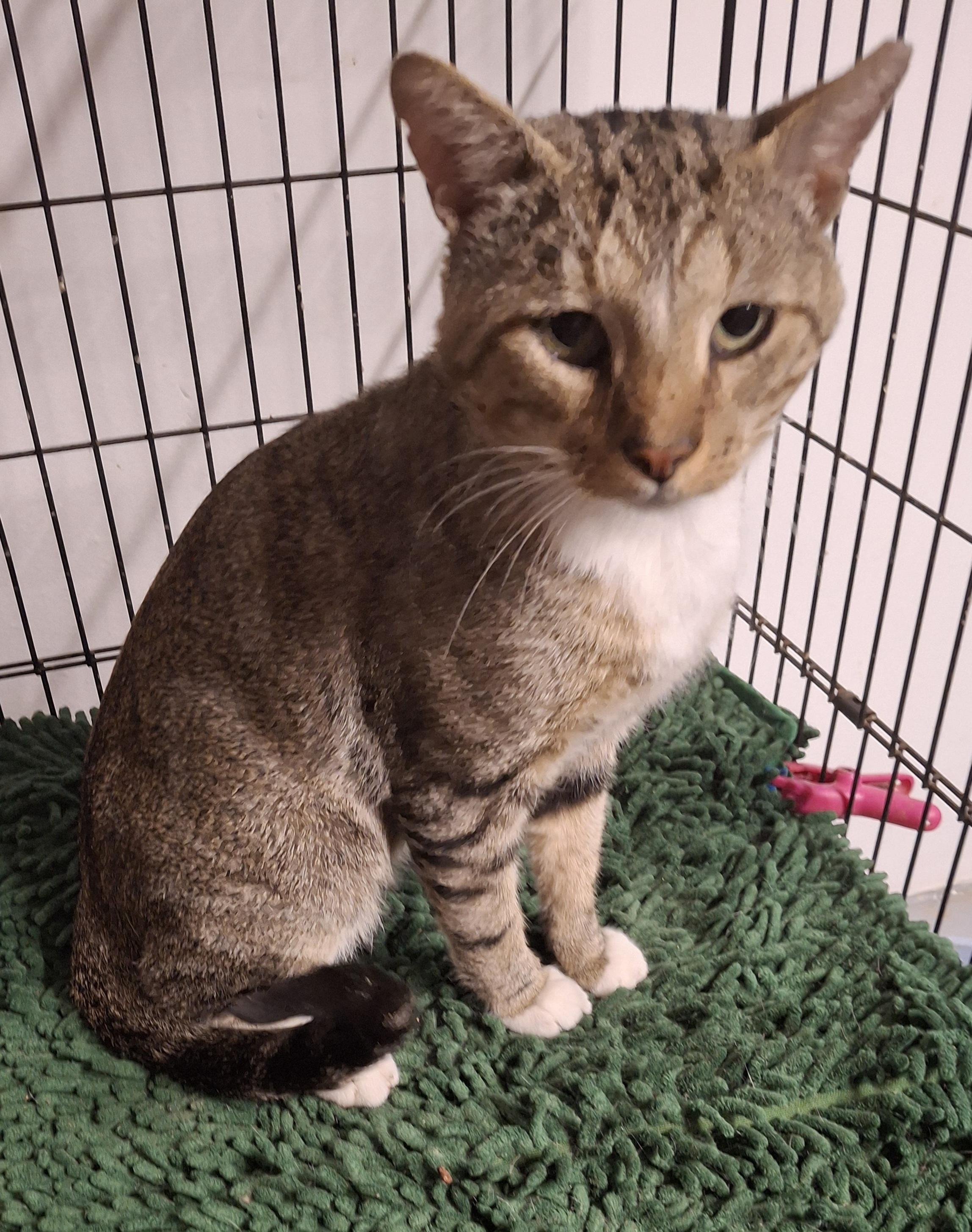 Brody, a Adoptable Tabby in Bear, DE image 4/5