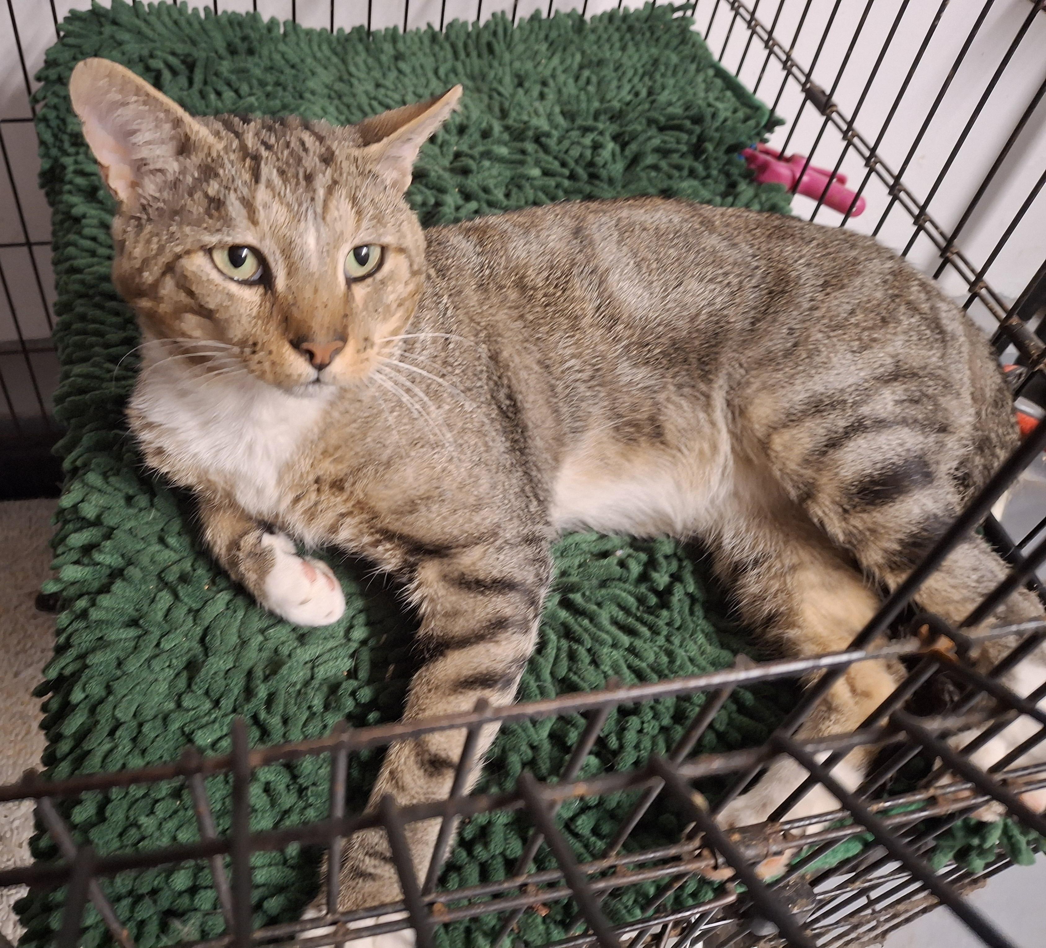 Brody, a Adoptable Tabby in Bear, DE image 5/5