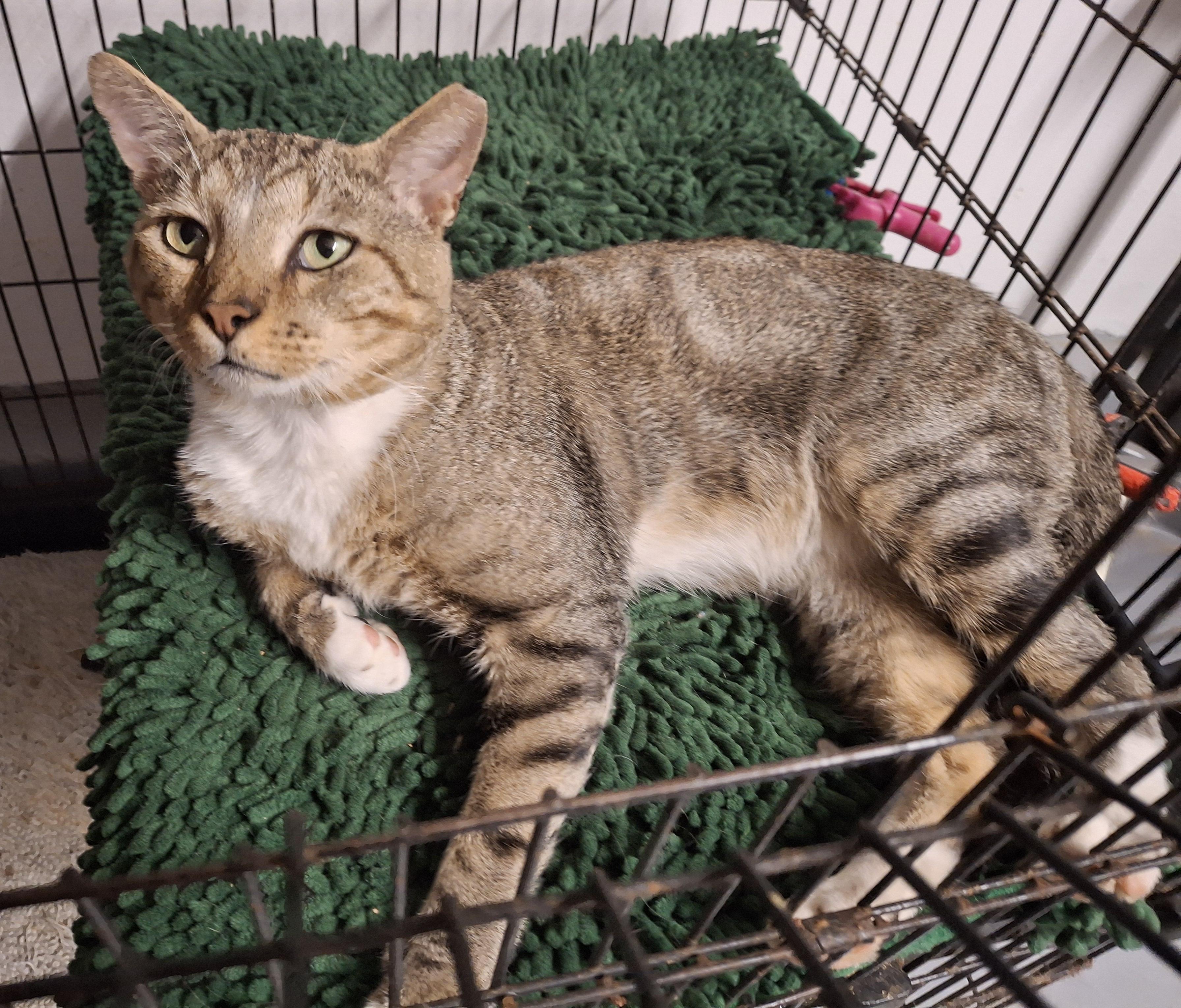 Brody, a Adoptable Tabby in Bear, DE image 1/5