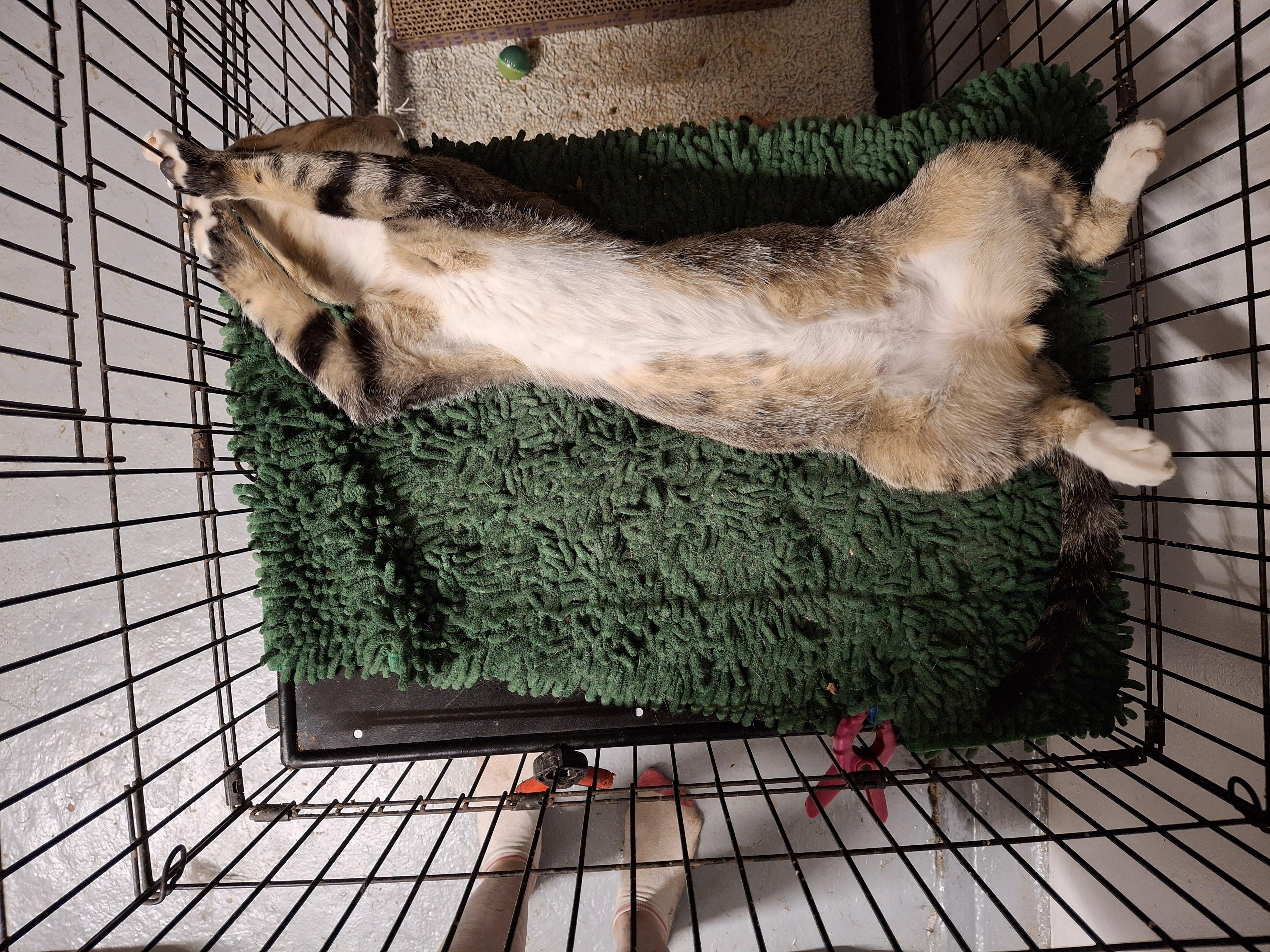 Brody, a Adoptable Tabby in Bear, DE image 2/5