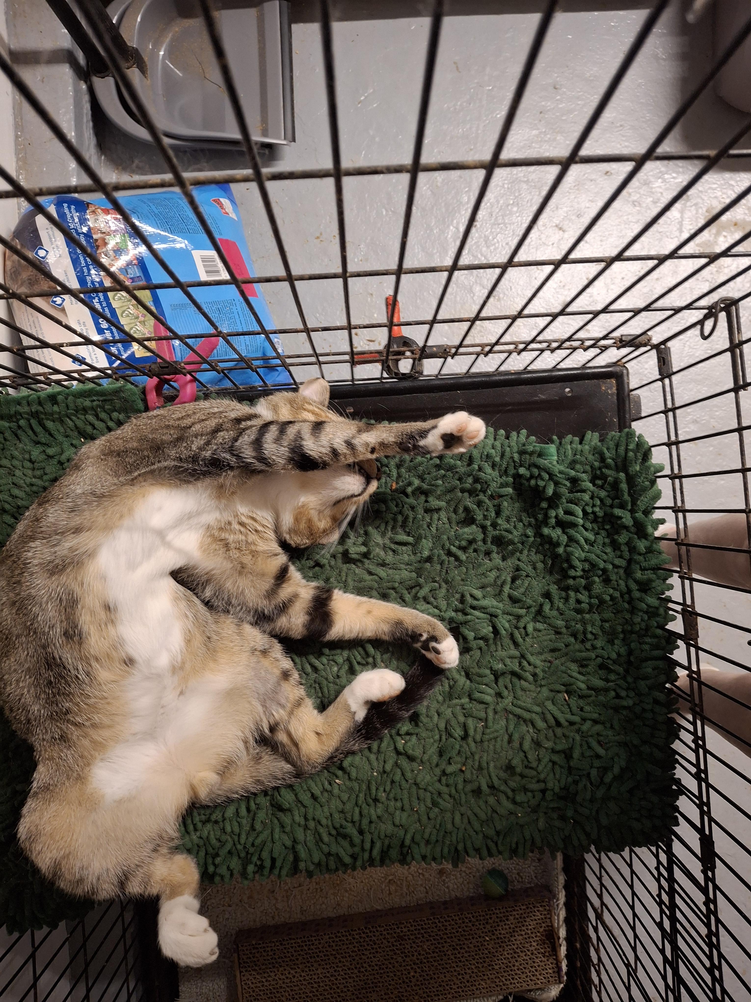 Brody, a Adoptable Tabby in Bear, DE image 3/5