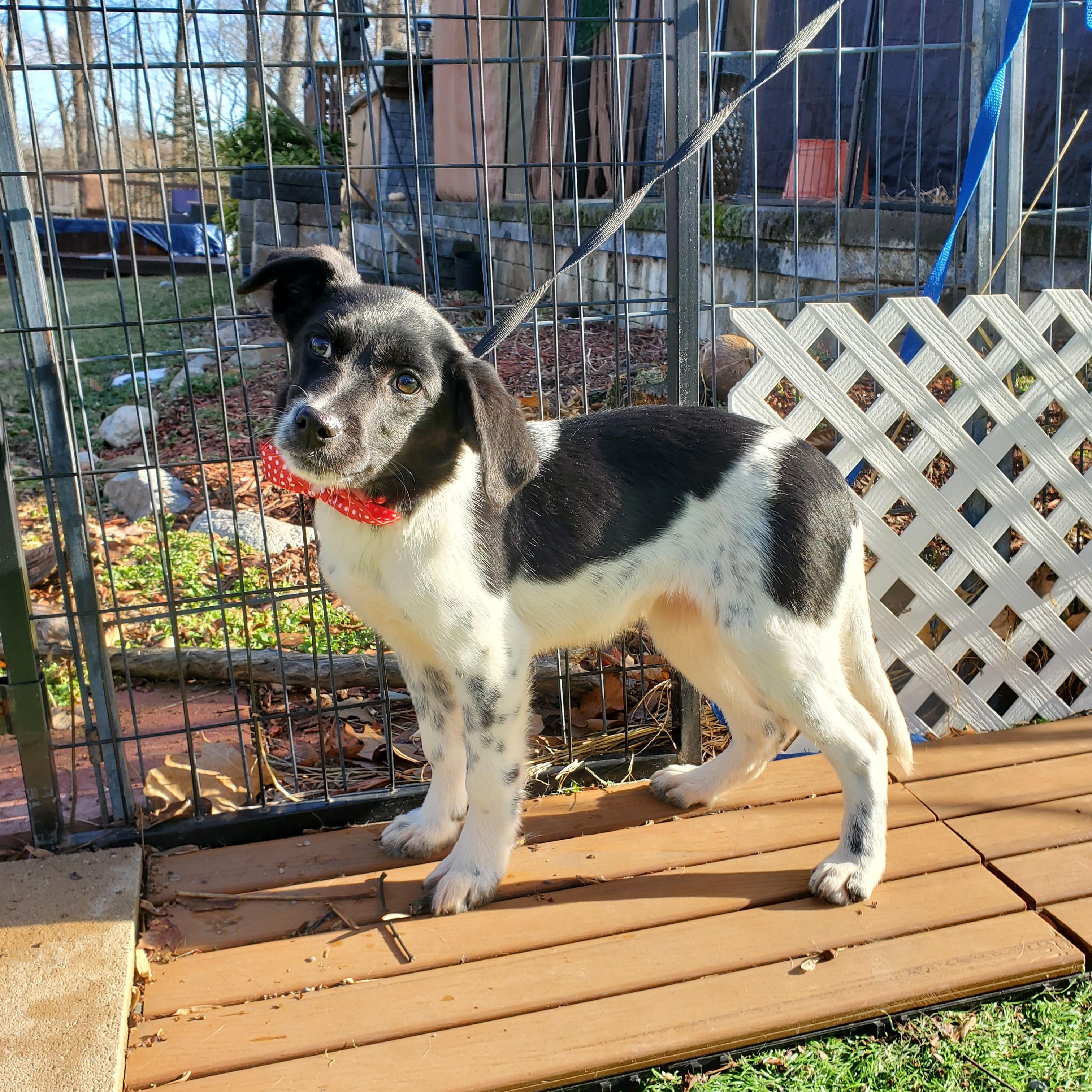 Enlarge Cera, a Adoptable mixed breed in Blairstown, NJ image 3/6