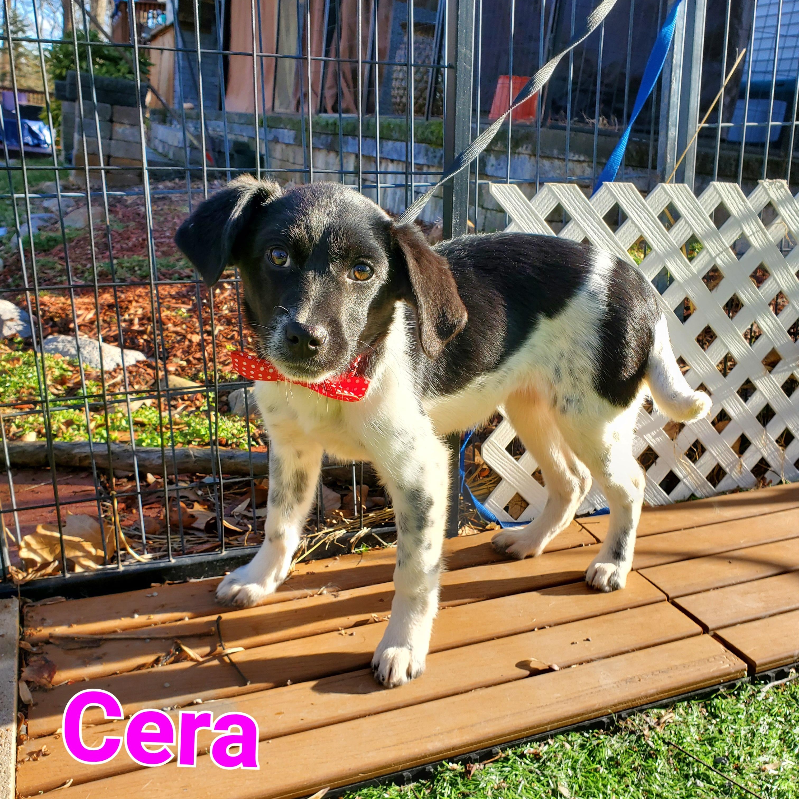 Enlarge Cera, a Adoptable mixed breed in Blairstown, NJ image 5/6