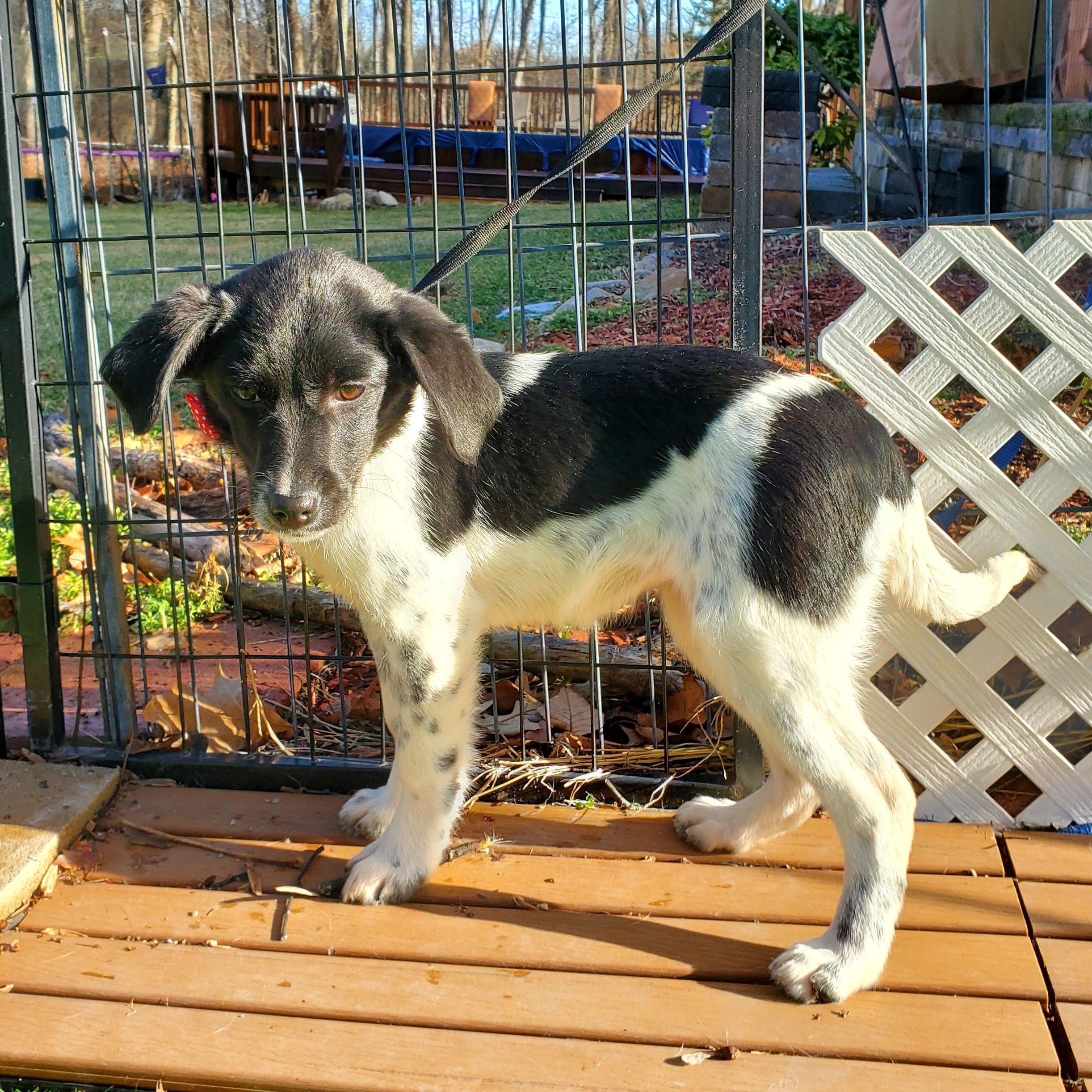 Enlarge Cera, a Adoptable mixed breed in Blairstown, NJ image 4/6