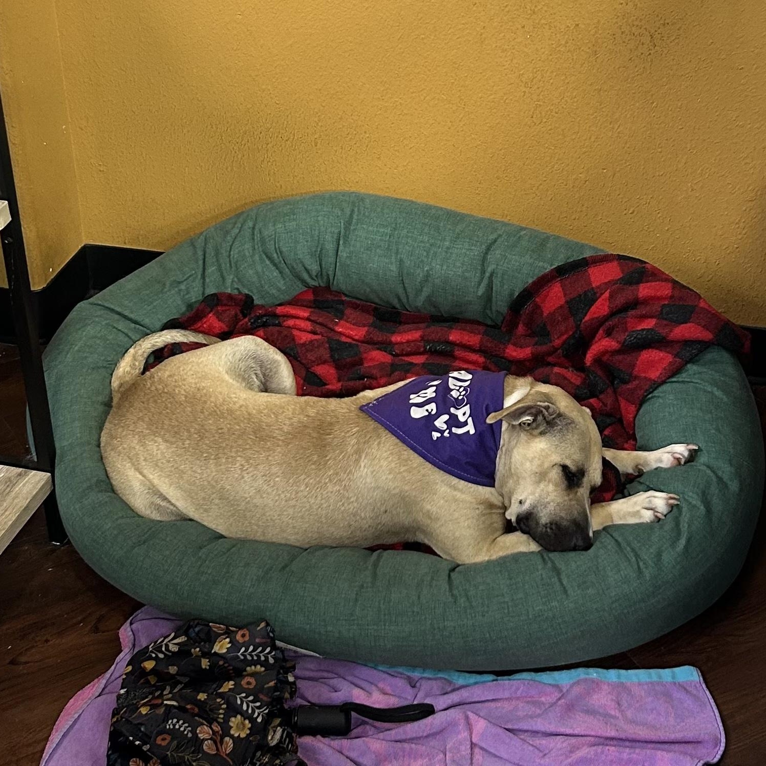 Enlarge Piper, a Adoptable mixed breed in Cumming, GA image 2/5