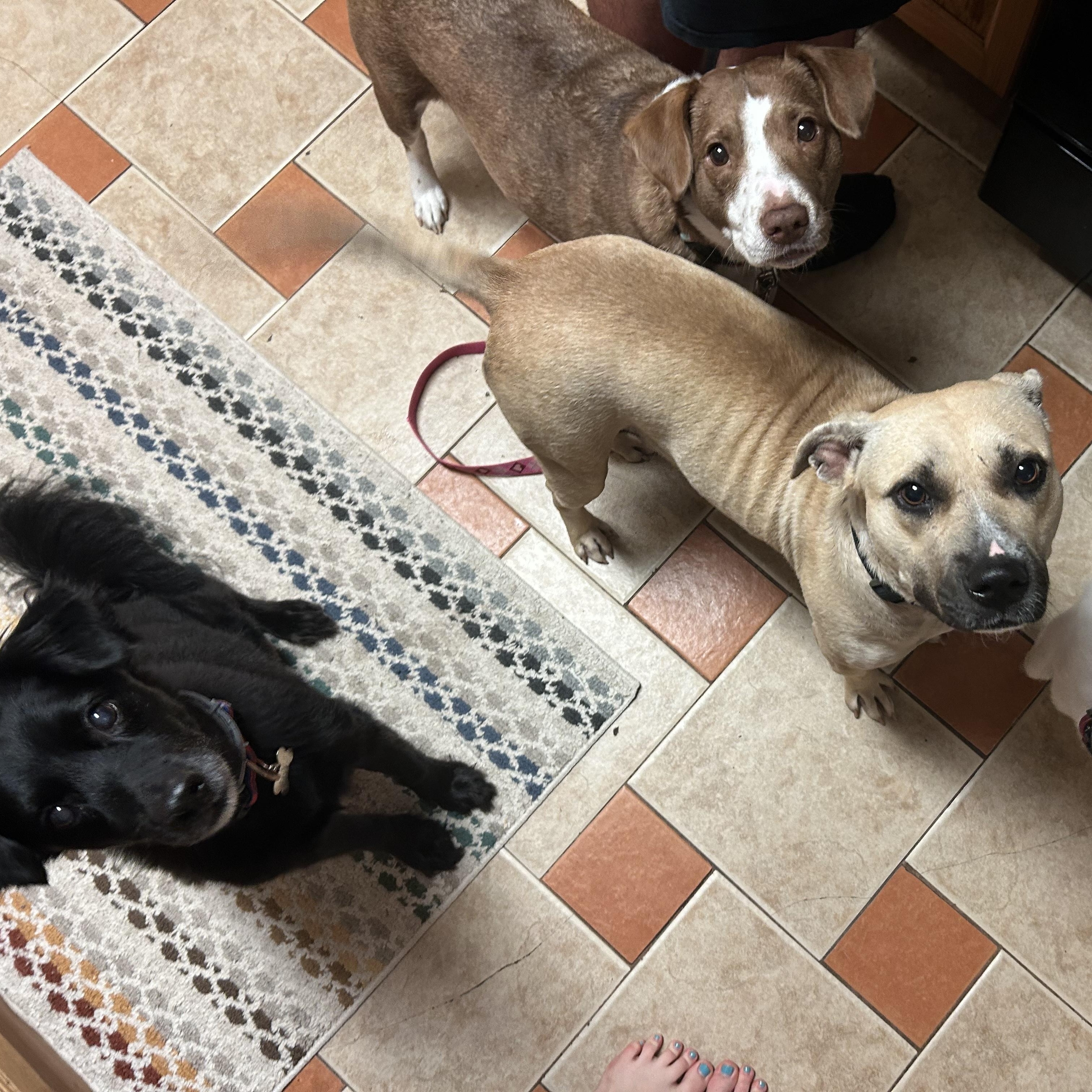 Enlarge Piper, a Adoptable mixed breed in Cumming, GA image 3/5