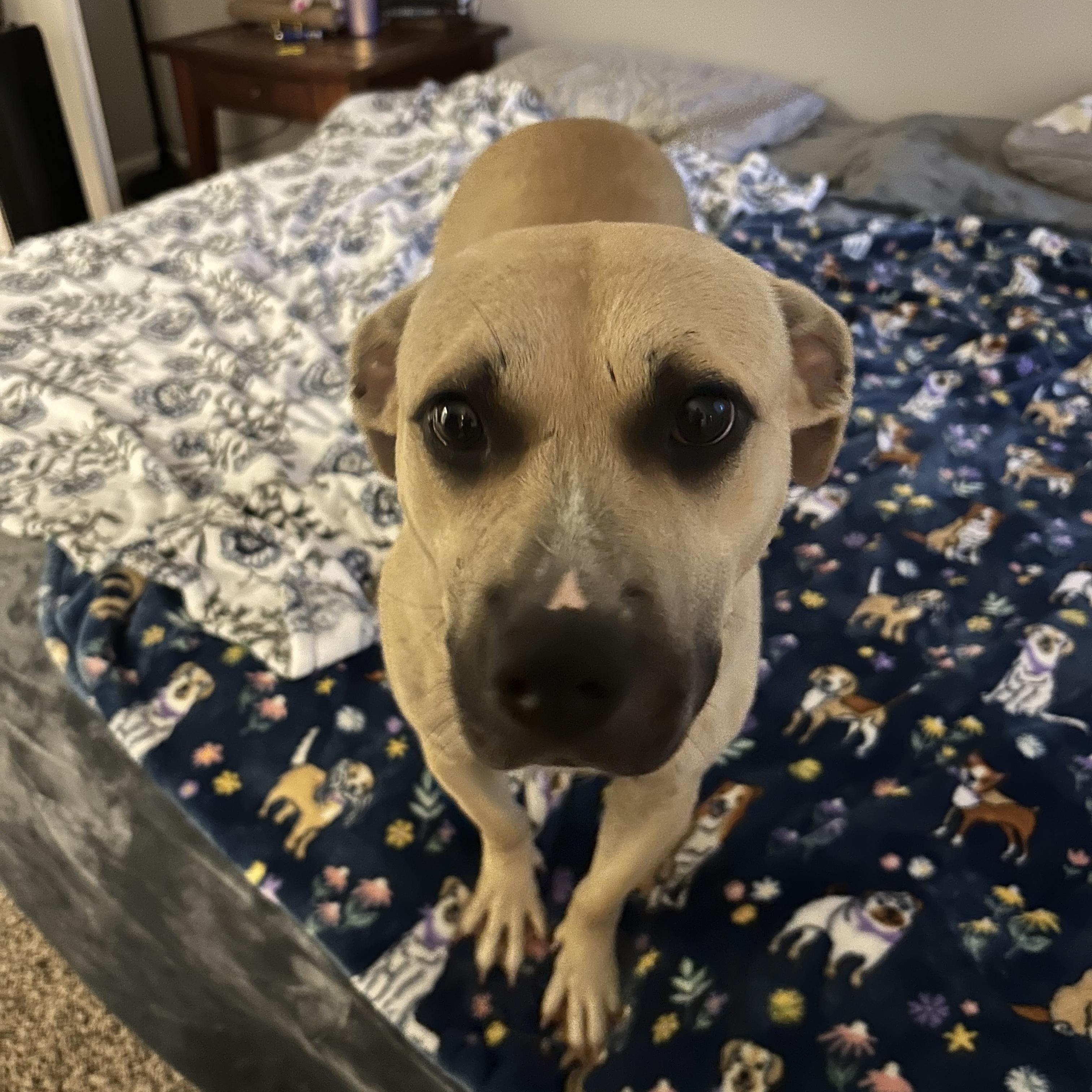 Enlarge Piper, a Adoptable mixed breed in Cumming, GA image 5/5