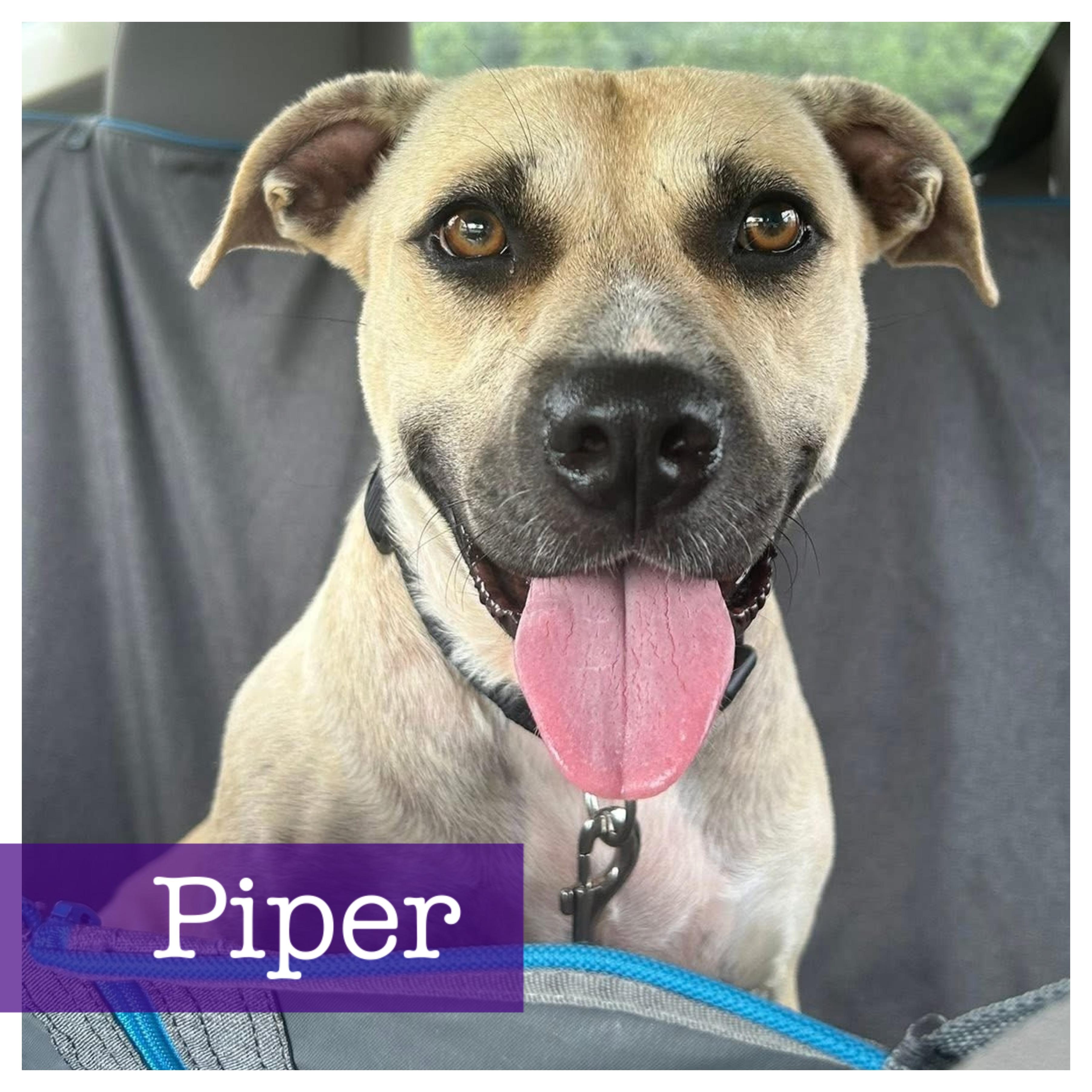 Enlarge Piper, a Adoptable mixed breed in Cumming, GA image 1/5