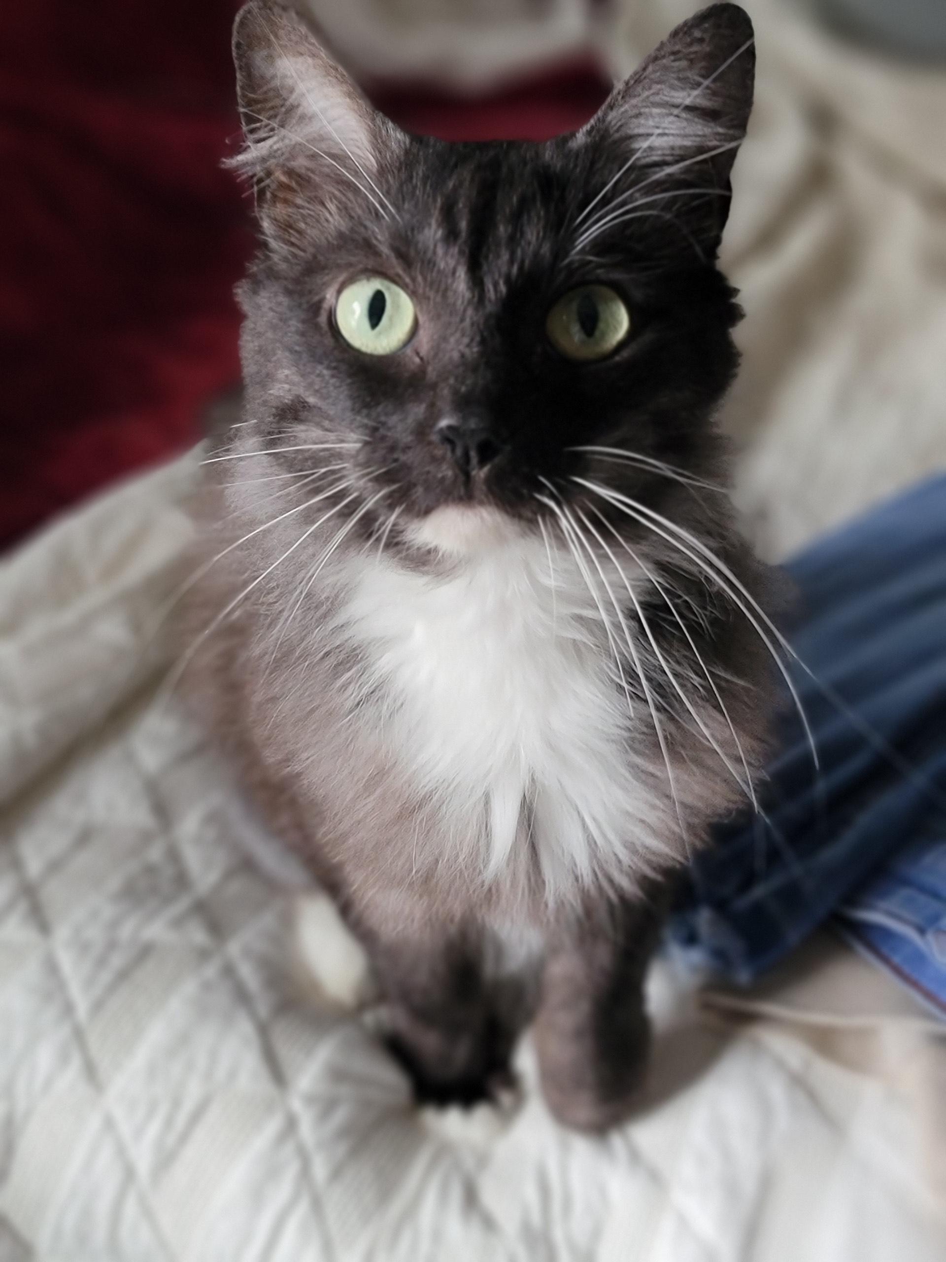 Enlarge Ariel, a ADOPTABLE Domestic Long Hair in Hixson, TN image 3/5