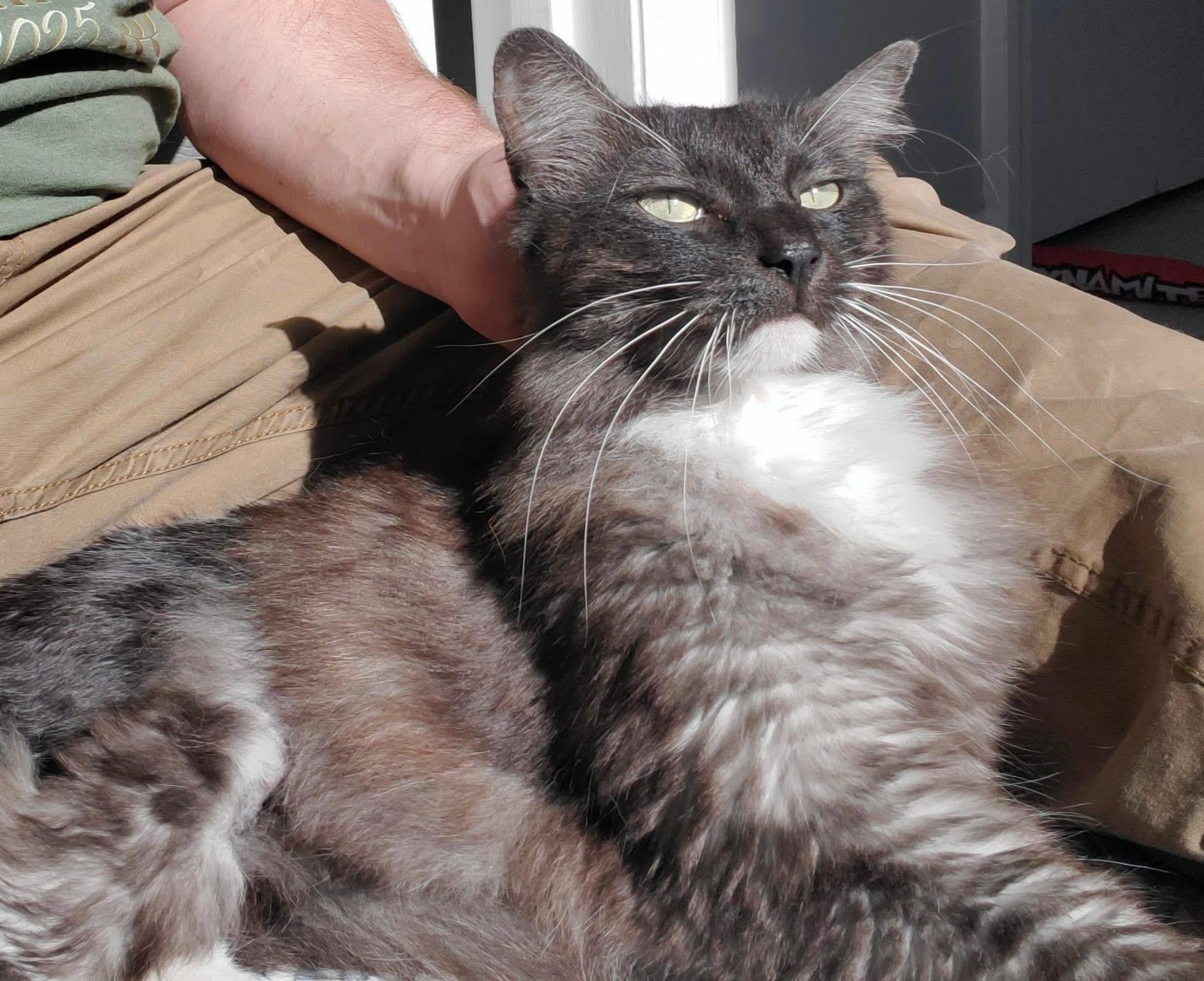 Enlarge Ariel, a ADOPTABLE Domestic Long Hair in Hixson, TN image 4/5