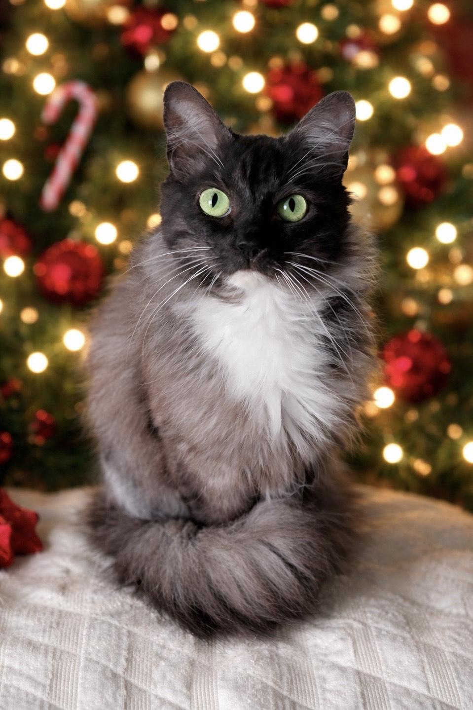 Enlarge Ariel, a ADOPTABLE Domestic Long Hair in Hixson, TN image 1/5