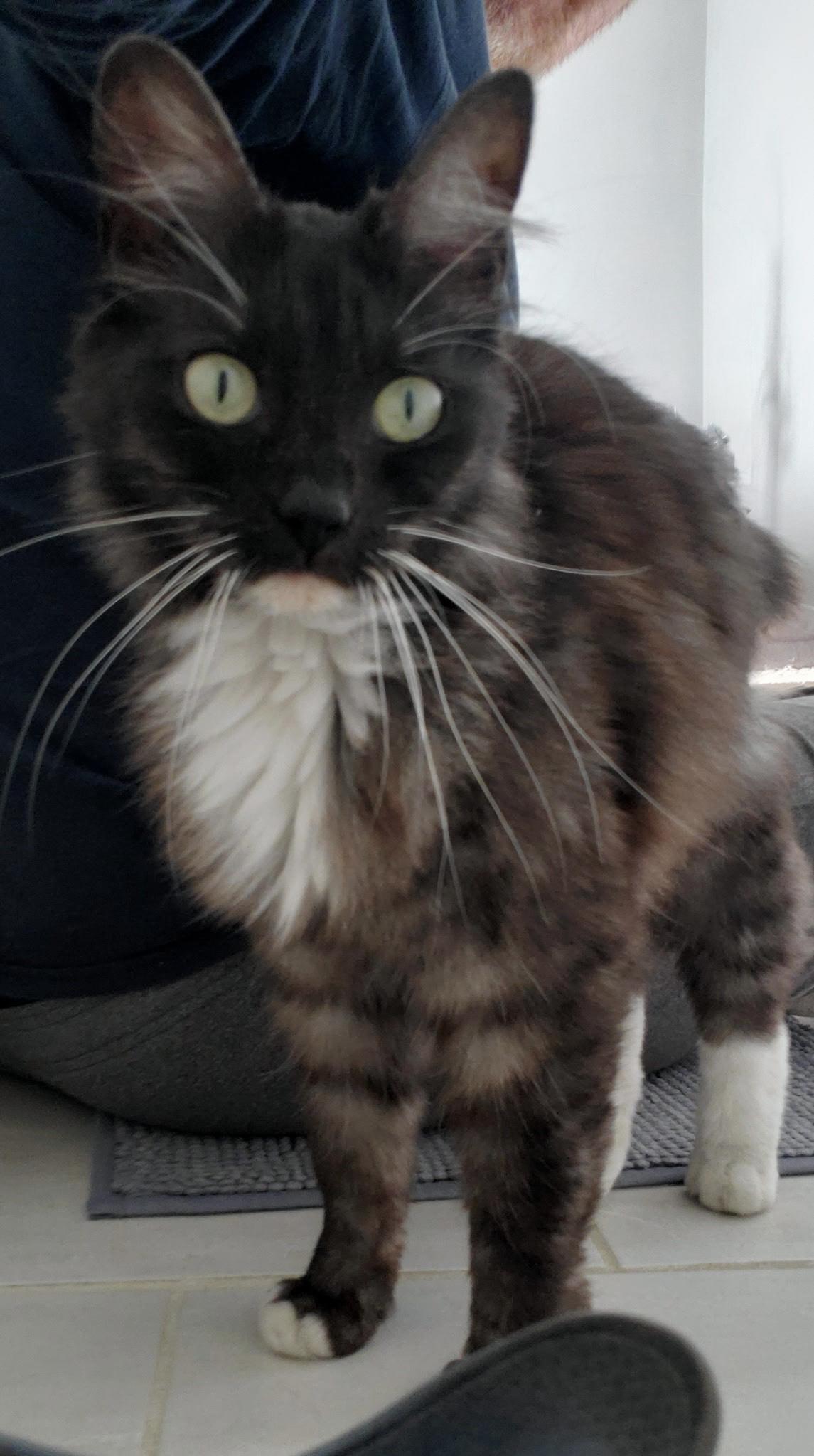 Enlarge Ariel, a ADOPTABLE Domestic Long Hair in Hixson, TN image 5/5