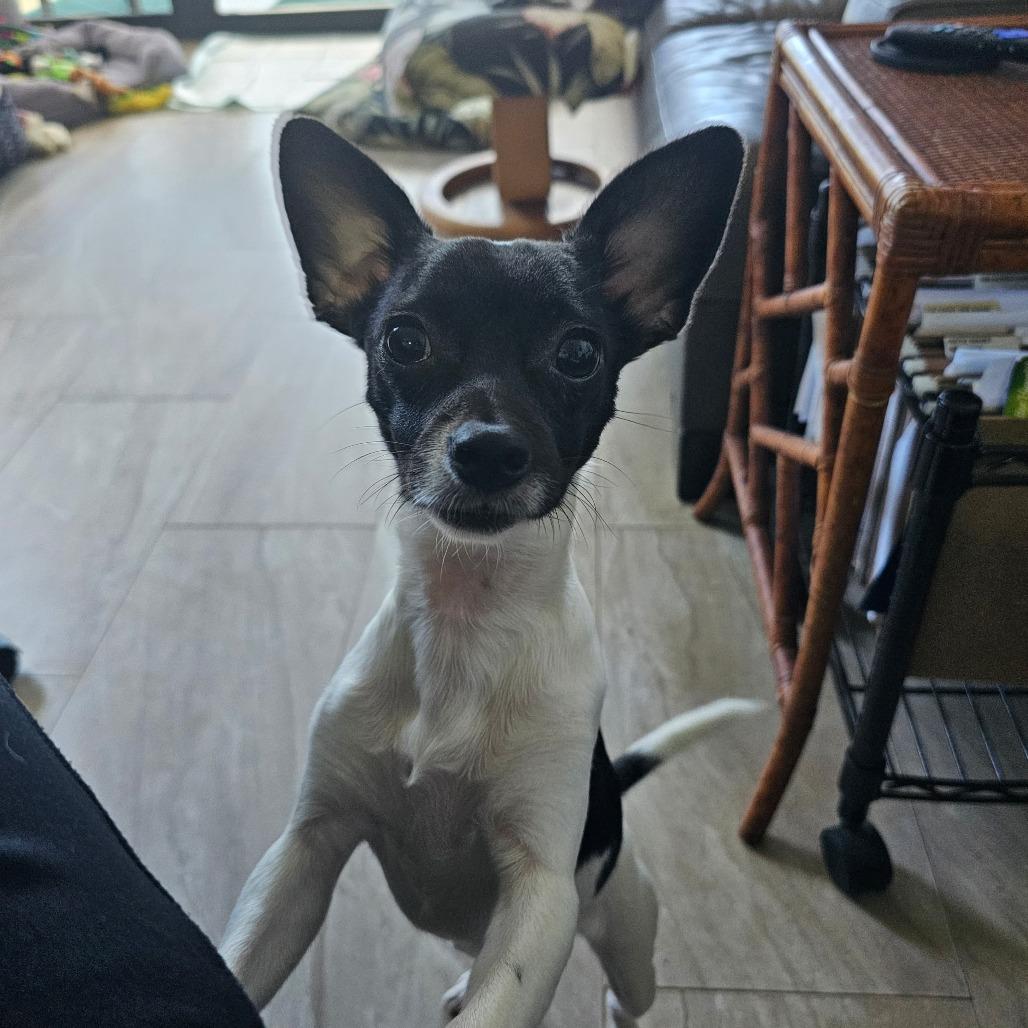 Sparkle, Adoptable, Adult Female Terrier.