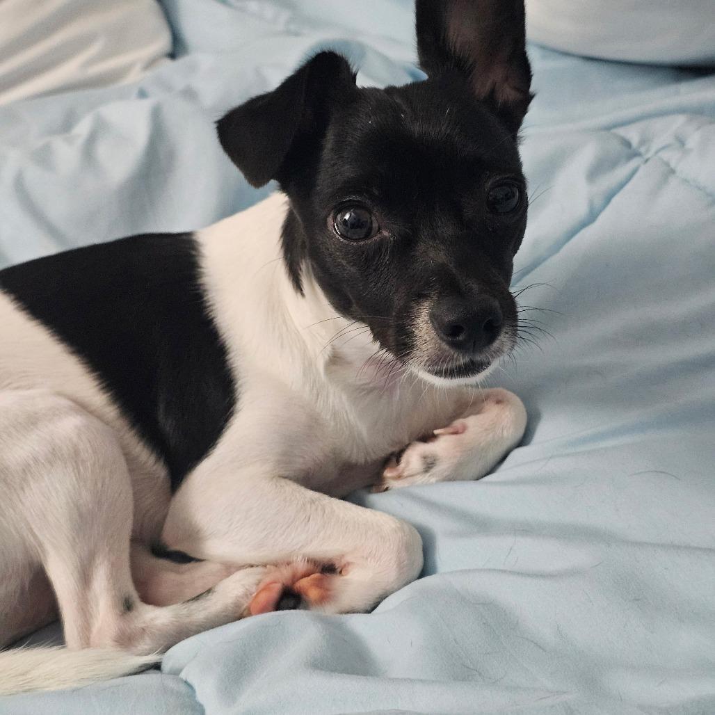 Enlarge Sparkle, a Adoptable Terrier in Kilauea, HI image 2/6